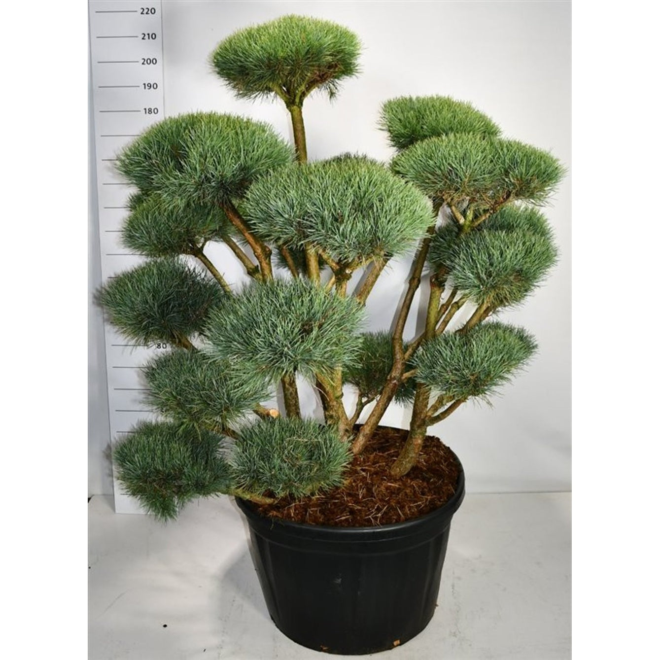 Tall – Pinus sylvestris 'Watereri' - C230 125-150 cm. Bonsai